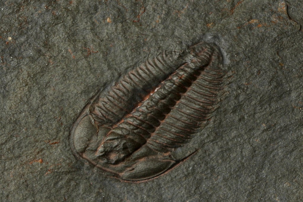 Olenus micrurus