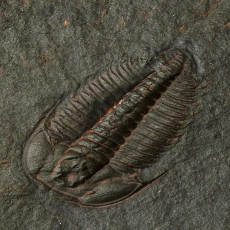 Olenus micrurus