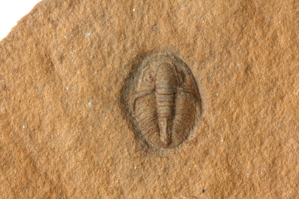 Weeksina unispina trilobite